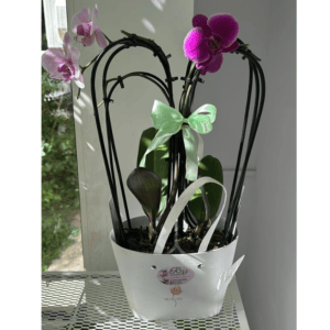 Ghiveci  Orhidee