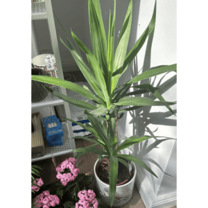 Ghiveci arbore decorativ