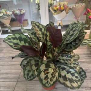 Calathea