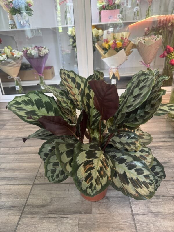 Calathea